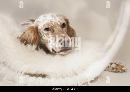 liegenden Englisch Setter Stockfoto