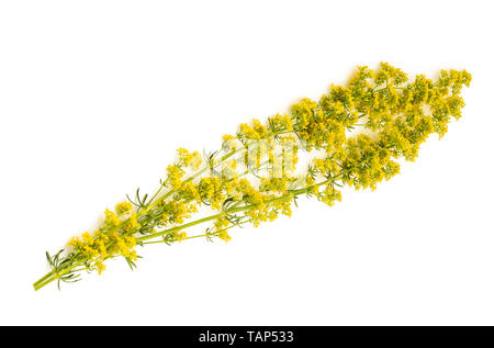 Lady's Labkraut Blumen (Galium Verum) isoliert auf weiss Stockfoto