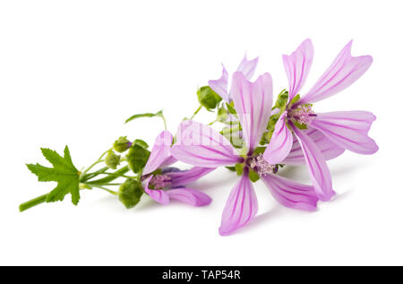 Malve Blumen auf weißem Hintergrund Stockfoto