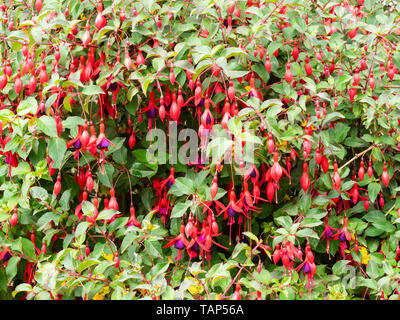 Anhänger violett und rot Blumen der robuststen Großblütige fuchsia, Fuchsia 'Mrs Canescens' Stockfoto