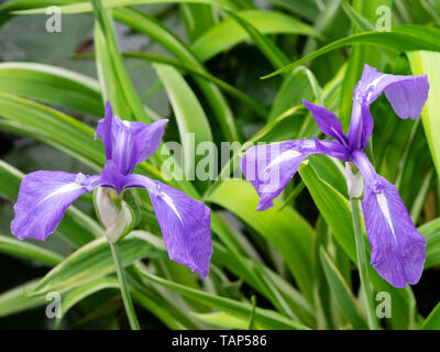 Blüten der Weißen bunt Blau blühenden Wasser Iris, Iris laevigata 'Variegata', wachsen in einem Gartenteich Stockfoto