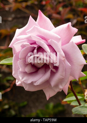 Einzelne Blume der silbrig-lila Hybrid Tea Rose, Rosa' zweimal im Blue Moon' Stockfoto