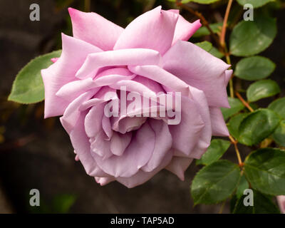 Einzelne Blume der silbrig-lila Hybrid Tea Rose, Rosa' zweimal im Blue Moon' Stockfoto