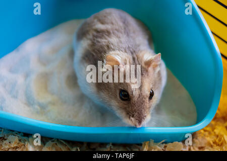 Hamster in seinem Käfig saß in seinem Sandbox Stockfoto