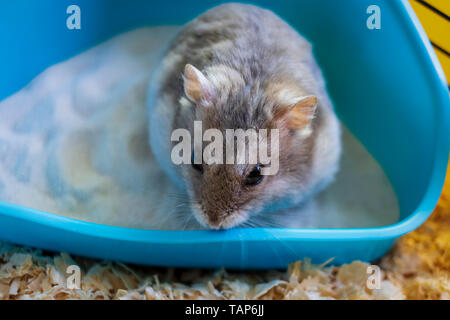 Hamster in seinem Käfig saß in seinem Sandbox Stockfoto