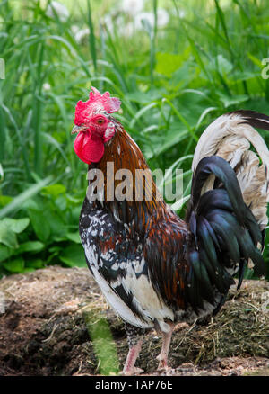 Steinhendl Steinpiperl Stoapiperl - - - Huhn Hahn - kritisch bedrohte Huhn züchten aus Österreich im freien Bereich (Gallus gallus domesticus) Stockfoto