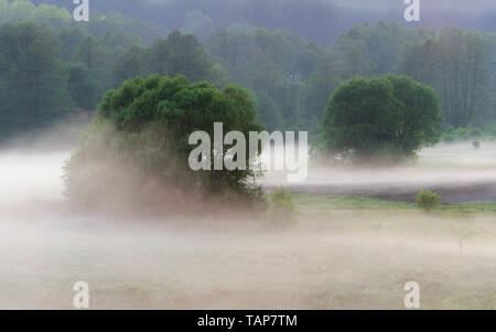 Niedrig hängenden Nebel um Bäume über Gras auf frühen nebligen Morgen in die Felder ein. Geheimnisvolle Atmosphäre in der Natur Landschaft Stockfoto