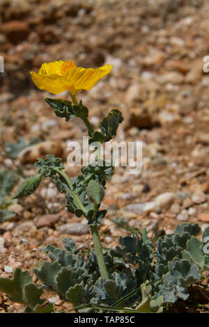 Gelb, hornpoppy Glaucium Flavum, eine schöne, aber giftige Pflanze Stockfoto