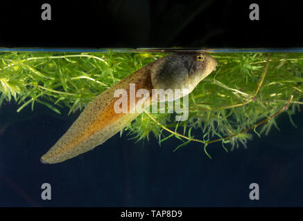Amerikanische Ochsenfrosch (Lithobates catesbeianus) Kaulquappe unter Wasser, Iowa, USA Stockfoto