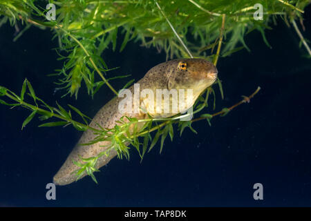 Amerikanische Ochsenfrosch (Lithobates catesbeianus) Kaulquappe unter Wasser, Iowa, USA Stockfoto
