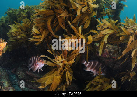 Zwei Australische gebändert morwongs Cheilodactylus californica versteckt unter Felsenriff Überhang hinter Kelp Wedel. Stockfoto