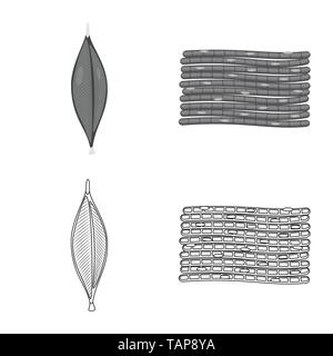 Isoliertes Objekt der Faser und muskulös. Satz von Faser- und Körper vektor Illustration. Stock Vektor