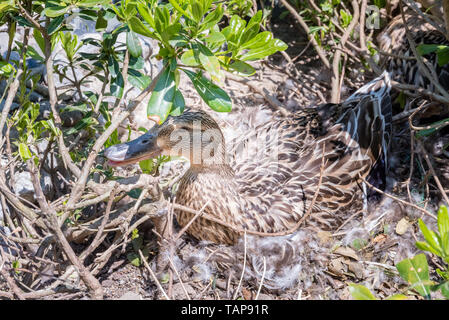 Mutter Wild Duck sitzt über Eier auf dem Boden in einem Nest. Ente Nest mit Eiern. Stockfoto