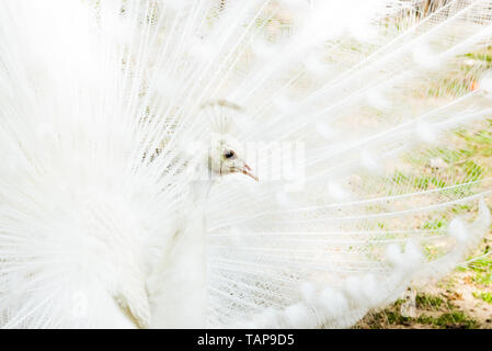 Nahaufnahme, Porträt einer weißen Pfau mit seinem Schwanz geöffnet. Peacock öffnen Federn, darstellenden Tanz. Stockfoto