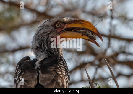 Eine Yellow-Billed Hornbill mit einer Heuschrecke im Schnabel, Hluhluwe, Südafrika. Stockfoto