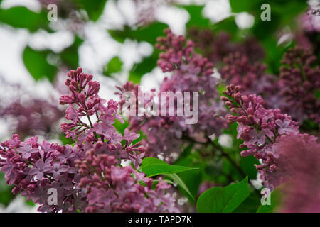 Bush von rosa Blume Hortensien blühen im Garten. Stockfoto