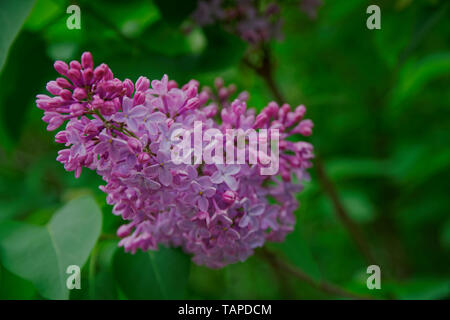 Bush von rosa Blume Hortensien blühen im Garten. Stockfoto