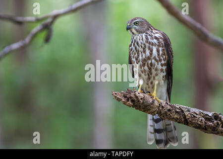 Vögel im Kabini Nagarhole National Park in der Nähe von Mysuru, Karnataka, Indien. Stockfoto