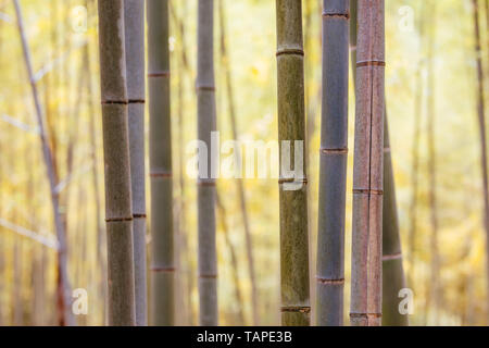 Geheime Bambus Wald von fushimi Inari Schrein Stockfoto