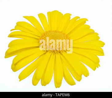 Arnica montana, auch "Wolf's Bane bekannt, Leopards Bane, Tabak und Arnika Stockfoto