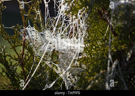 Gefrorene Spinnennetz in einem thuja Stockfoto