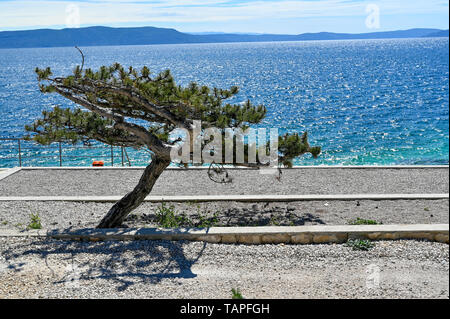 Kleiner Baum, Schatten auf Pebble Beach in Rabac Istrien Kroatien Mai 2019 Stockfoto