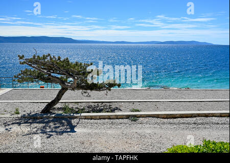 Kleiner Baum, Schatten auf Pebble Beach in Rabac Istrien Kroatien Mai 2019 Stockfoto