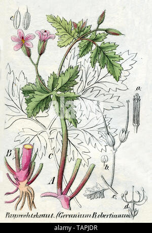 Kraut - Robert oder Roberts geranium Geranium Robertianum, (Botanik Buch, 1850) Stockfoto