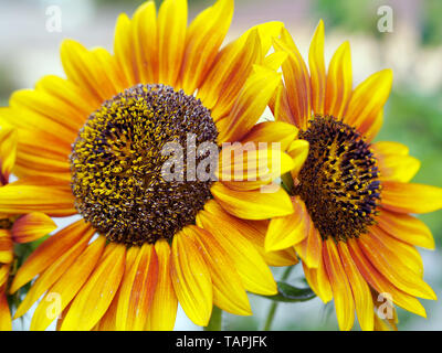 Zwei Sonnenblumen eine links und eine nach rechts, oben geschlossen, flache Tiefenschärfe. Stockfoto