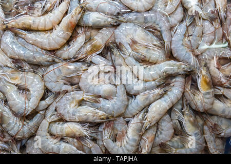 Meer Garnelen auf der Straße Markt in Thailand. Rohe Garnelen für das Kochen. Stockfoto