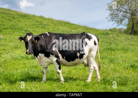 Schwarze und weiße Kuh auf der grünen Weide, Milchprodukte und Milch, gesunde natürliche Leben, ökologische und nachhaltige Landwirtschaft Stockfoto