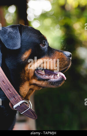 Hundeportrait nach Rottweiler aufmerksam ernsten Blick natürlichen Hintergrund Stockfoto