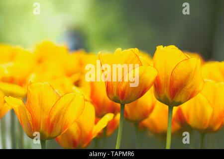 Gelbe Tulpe Knospen mit frischen, grünen Blätter in weiches Licht auf unscharfen Hintergrund mit Platz für Ihren Text. Holland Tulip Blumen im Park im Frühling. Stockfoto