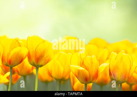 Gelbe Tulpe Knospen mit frischen, grünen Blätter in weiches Licht auf unscharfen Hintergrund mit Platz für Ihren Text. Holland Tulip Blumen im Park im Frühling. Stockfoto