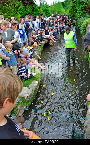 Lose Dorf, Kent, Großbritannien. 27. Mai, 2019. Die jährlichen Feiertag Duck Race, die durch die Lose Annehmlichkeiten Association auf lose Brooks, der Strom, der durch die Mitte der historischen Kent Dorf organisiert. Credit: PjrFoto/Alamy leben Nachrichten Stockfoto