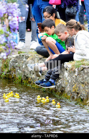 Lose Dorf, Kent, Großbritannien. 27. Mai, 2019. Die jährlichen Feiertag Duck Race, die durch die Lose Annehmlichkeiten Association auf lose Brooks, der Strom, der durch die Mitte der historischen Kent Dorf organisiert. Credit: PjrFoto/Alamy leben Nachrichten Stockfoto