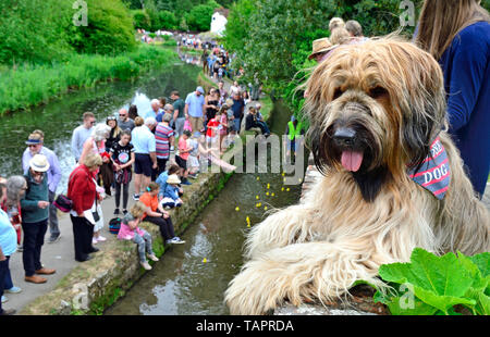 Lose Dorf, Kent, Großbritannien. 27. Mai, 2019. Die jährlichen Feiertag Duck Race, die durch die Lose Annehmlichkeiten Association auf lose Brooks, der Strom, der durch die Mitte der historischen Kent Dorf organisiert. Credit: PjrFoto/Alamy leben Nachrichten Stockfoto