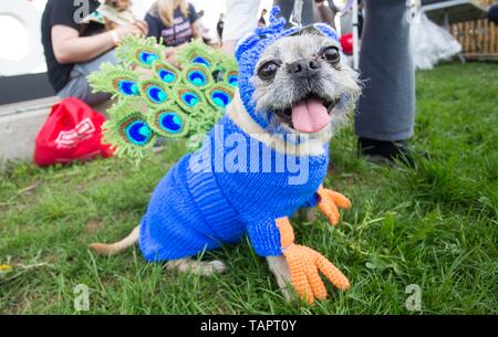 (190527) - Peking, 27. Mai 2019 (Xinhua) - eine kostümierte Hund ist während der 2019 Woofstock an Woodbine Park in Toronto, Kanada, am 26. Mai 2019 gesehen. (Xinhua / Zou Zheng) Stockfoto