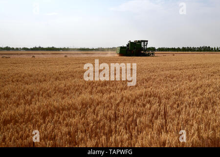 Zhengzhou, Provinz Henan in China. 27. Mai, 2019. Ein Harvester Works im Weizenfeld im guanyuan Dorf Tanghe County, Nanyang City, Central China Provinz Henan, 27. Mai 2019. Credit: Feng Dapeng/Xinhua/Alamy leben Nachrichten Stockfoto