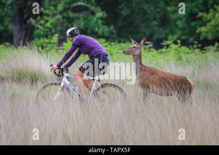 Richmond, London, UK. 27. Mai, 2019. Ein junger Hirsche, Radfahrer zoom Vergangenheit während der beweidung in Richmonr Park. Das Tier steht und starrt, scheinbar hypnotisiert, aber keine Angst, der vorbeifahrenden Radfahrer für gut 15 Minuten, bevor es schließlich aus beiläufig Trab eine Herde von anderen in der Nähe zu verbinden. Credit: Imageplotter/Alamy leben Nachrichten Stockfoto