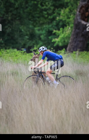 Richmond, London, UK. 27. Mai, 2019. Ein junger Hirsche, Radfahrer zoom Vergangenheit während der beweidung in Richmonr Park. Das Tier steht und starrt, scheinbar hypnotisiert, aber keine Angst, der vorbeifahrenden Radfahrer für gut 15 Minuten, bevor es schließlich aus beiläufig Trab eine Herde von anderen in der Nähe zu verbinden. Credit: Imageplotter/Alamy leben Nachrichten Stockfoto