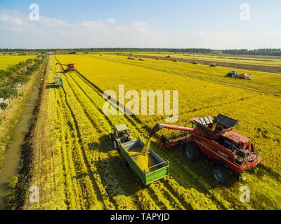 (190527) - Shanghai, 27. Mai 2019 (Xinhua) - luftaufnahme am Okt. 19, 2015 zeigt Erntemaschinen arbeiten auf dem Reisfeld in Chongming District, East China Shanghai. In der Mitte der Ostküste Chinas und der Mündung des Flusses Yangtze, Shanghai ist Chinas größter wirtschaftliche Zentrum sowie die regionale Drehscheibe des Yangtze River Delta Region. Als der Hinterhof ist dieses wohlhabende Metropolitan, Chongming Island, einem der ländlichen Shanghai Bezirke, ist auf dem Weg zu ihrem Ziel ein Weltklasse ökologische Insel zu entwickeln, zu erreichen. Feuchtgebiete der Insel bleiben erhalten, und die traditionellen Stockfoto