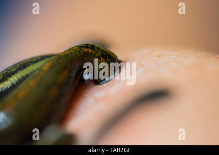 Düsseldorf, Deutschland. 27. Mai, 2019. Blutegel sitzen auf den Arm des Patienten während einer Blutegel Therapie in der Orthonatura Practice Group. Credit: Rolf Vennenbernd/dpa/Alamy leben Nachrichten Stockfoto