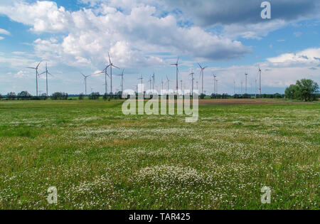 Jacobsdorf, Deutschland. 21 Mai, 2019. Die unzähligen weißen Punkten in einer Wiese sind blühende Wiese Margeriten (Leucanthemum vulgare, Luftaufnahme mit einer Drohne). Im Hintergrund kann man Windkraftanlagen aus dem 'Odervorland "Energie Park im Landkreis Oder-Spree. Foto: Patrick Pleul/dpa-Zentralbild/ZB/dpa/Alamy leben Nachrichten Stockfoto