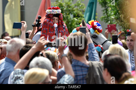 Traditionelle Ritt der Könige ist am 26. Mai 2019 durchgeführt, in Vlcnov (300 km östlich von Prag). Jedes Jahr, am letzten Sonntag im Mai, dieser Anruf kann in der Südmährischen Dorf Vlcnov gehört werden. Der Ritt der Könige, eine Nachricht für Freude, Glück und Schönheit. Im 19. Jahrhundert, die Praxis dieser benutzerdefinierten konnte in fast allen von Mähren belegt werden. Heute, seine jährliche Tradition wird weiter nur in Vlcnov entwickelt. Die Fahrt oder Parade besteht aus einer Gruppe von Reitern um ein König auf einem weißen Pferd durchgeführt. Der König ist ein Jugend Junge in eine altmodische Frau Tracht gekleidet, Stockfoto