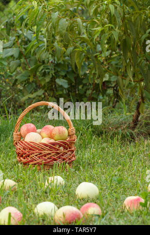 Weidenkorb und rote Äpfel auf grünem Gras in den Obstgarten. Gefallenen reife Äpfel im Sommergarten. Obst ernten. Geringe Tiefenschärfe. Stockfoto
