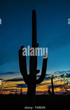 Ein Saguaro Kaktus ist gegen die goldenen Schein der Abendhimmel in Saguaro National Park. Stockfoto