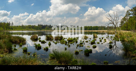 See mit tussocks von Gras und einen toten Baum mit Wolken im Wasser widerspiegelt Stockfoto