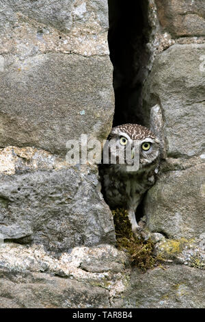 Steinkauz (Athene noctua) in Spalt in der Mauer aus Stein, Vereinigtes Königreich. Stockfoto