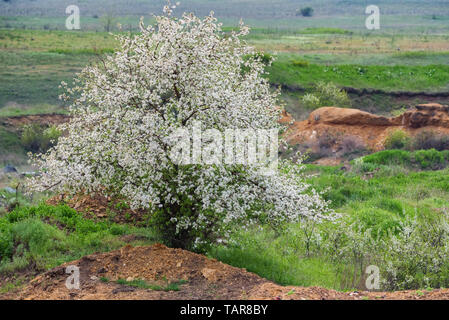 Blick auf einzelne Wild Plum oder Kirschbaum in Blüte in der Steppe Stockfoto